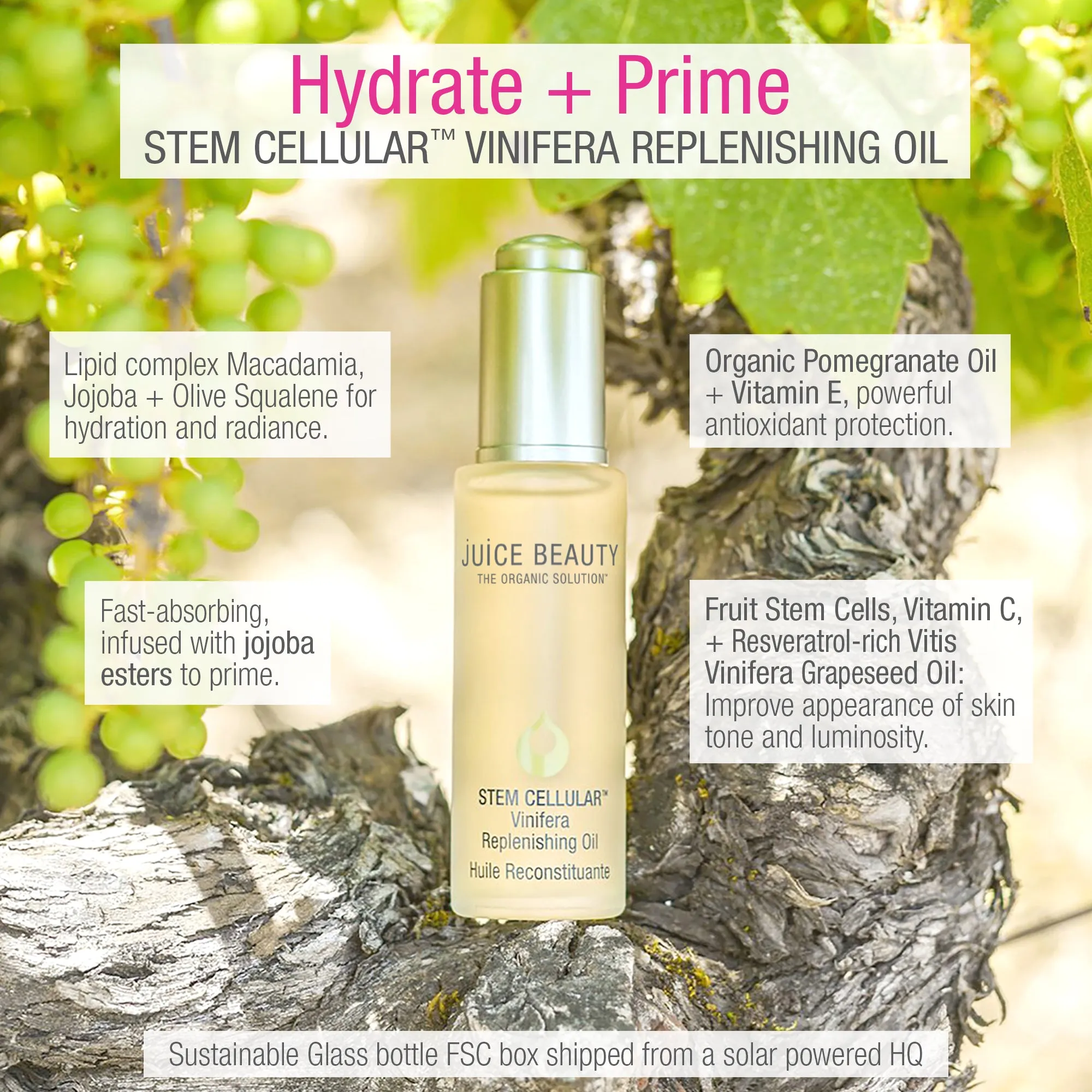 Stem Cellular Vinifera Replenishing Oil   Primer